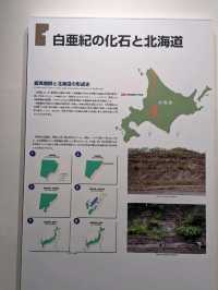 【北海道三笠】アンモナイトが沢山いる博物館