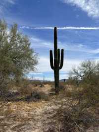 Iconic Cactus in Arizona 🌵 