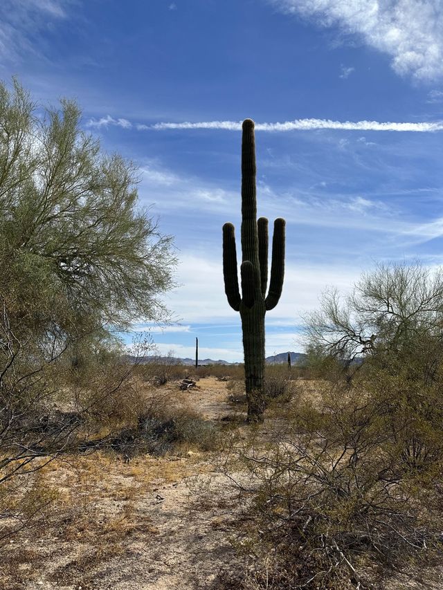 Iconic Cactus in Arizona 🌵 