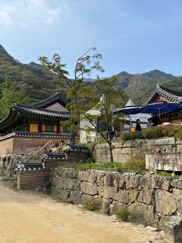 양평 가볼만한곳 용문사 천년 은행나무