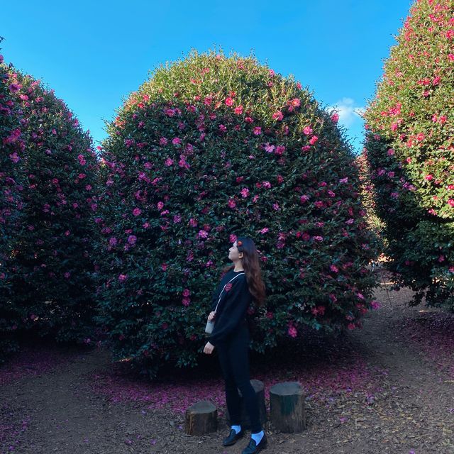 겨울 제주에서 가장 아름다운 곳🌺