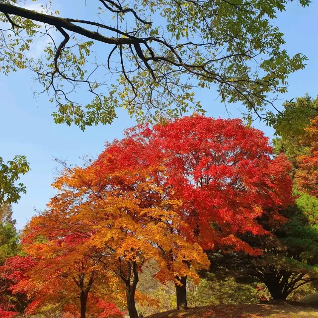 가을을 담다 용인 호암 미술관 