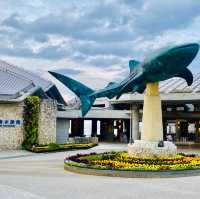 Just so AMAZING - Okinawa Churaumi Aquarium