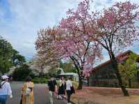 為了東京的櫻花奇妙體驗，一個不容錯過的公園