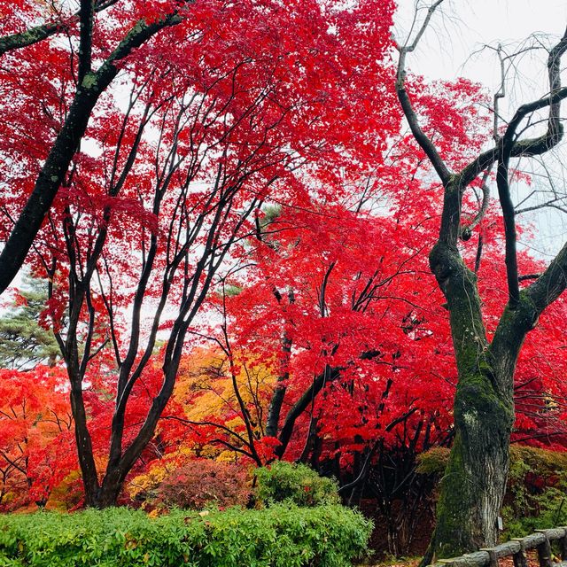 Hirosaki park on Nov2023