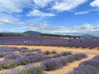 Chasing lavender fields