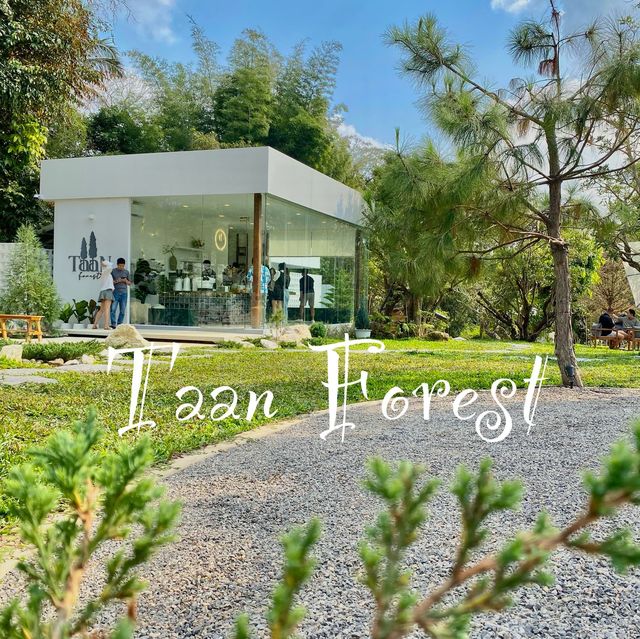 Taan Forest Chiangrai ค่าเฟ่สไตล์ยุโรปผสมผสานสไตล์