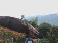 ทุ่งดอกกระดาษ - อุทยานภูหินร่องกล้า
