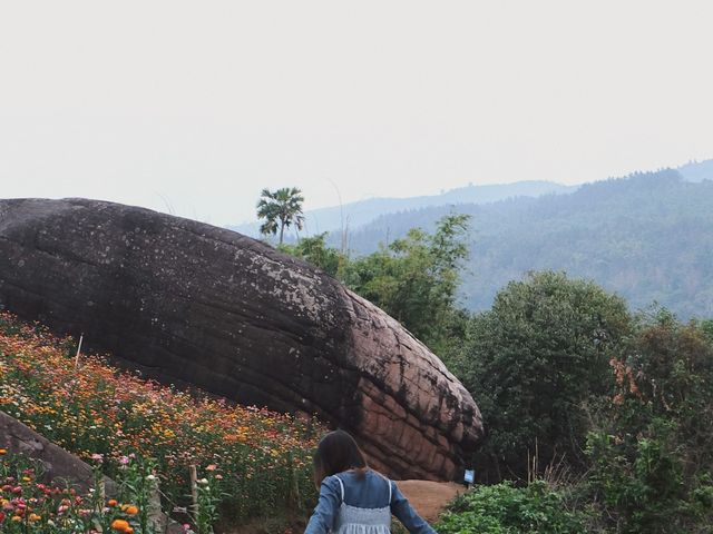 ทุ่งดอกกระดาษ - อุทยานภูหินร่องกล้า