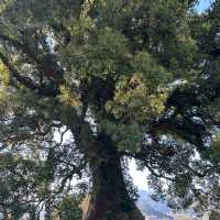 300-years old tree in Kumamoto,Japan
