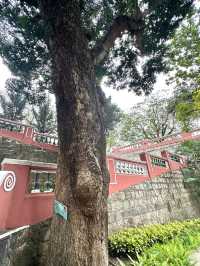 澳門｜加思欄花園