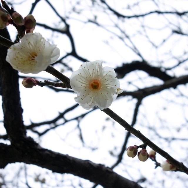 Flowering Cherry Blossoms @ Kamakura