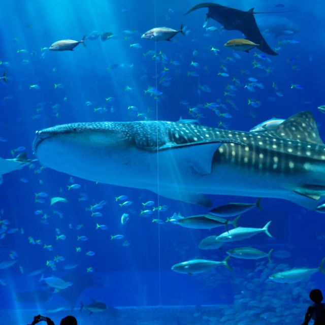 「倫敦海洋生物水族館」：驚嘆景點，深入瞭解海洋生物