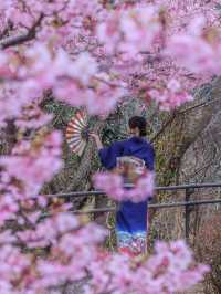 【空と海の青にピンクが映える西海橋の河津桜】