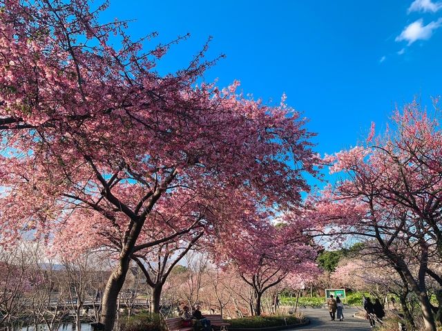 เที่ยวซากุระที่ Nabana no sato💗🌸🌸