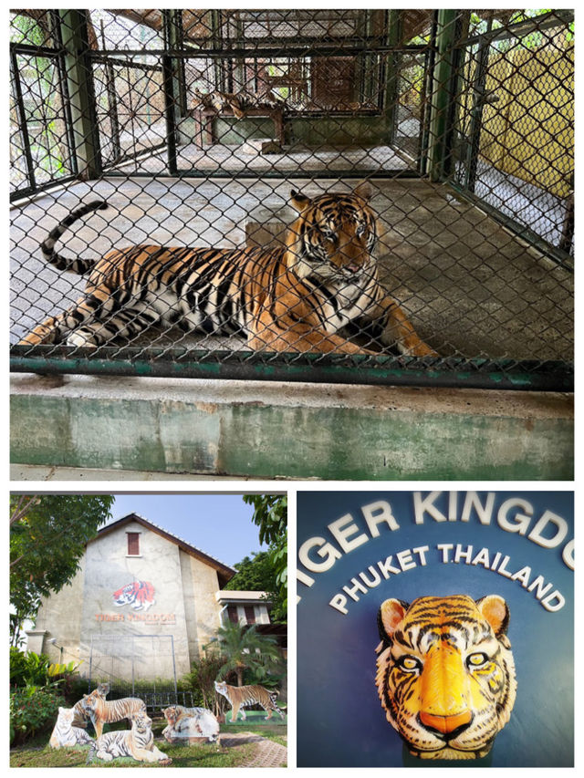 普吉虎王國：老虎互動🐯 Tiger Kingdom Phuket