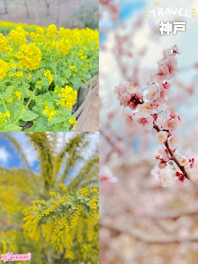 神戸布引ハーブ園！2024年3月中旬の開花状況