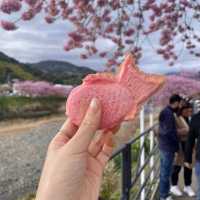 Kawazu Sakura festival in Japan