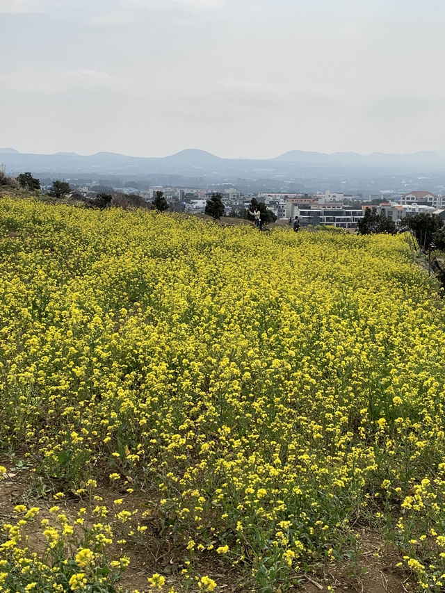 제주 유채꽃 명소 함덕 서우봉