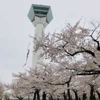 ゴールデンウィークに楽しめる桜スポット