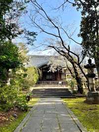 【法明寺/東京都】池袋の隠れ桜スポット