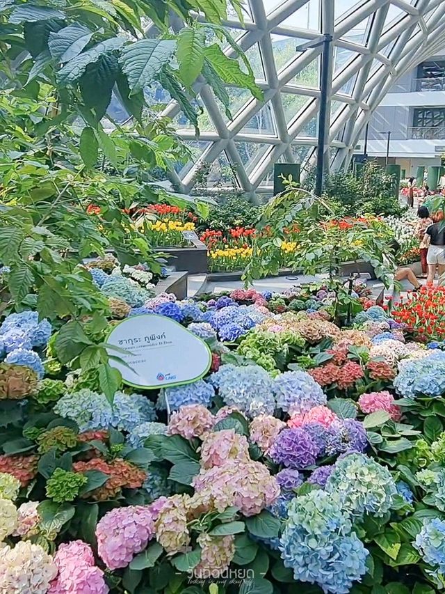 สวนดอกไม้เมืองหนาวในไทย Miracle of Natural