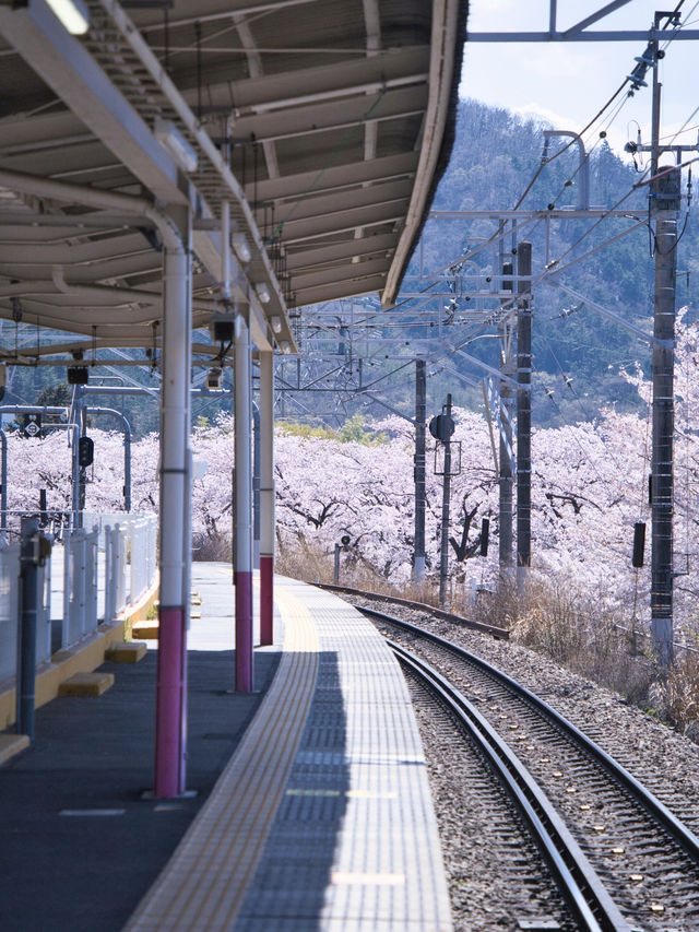 【山梨・桜】混雑回避はココ‼️レトロな雰囲気が出る桜咲くホーム跡🌸※マップ付き