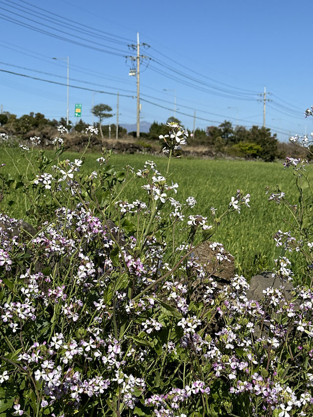 제주도에서 가장 아름다운 노란 물결이 출렁이는 곳 🌼 산방산 유채꽃밭