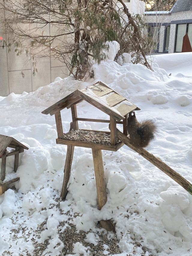 朝からサーモン！いか！甘海老食べ放題の宿