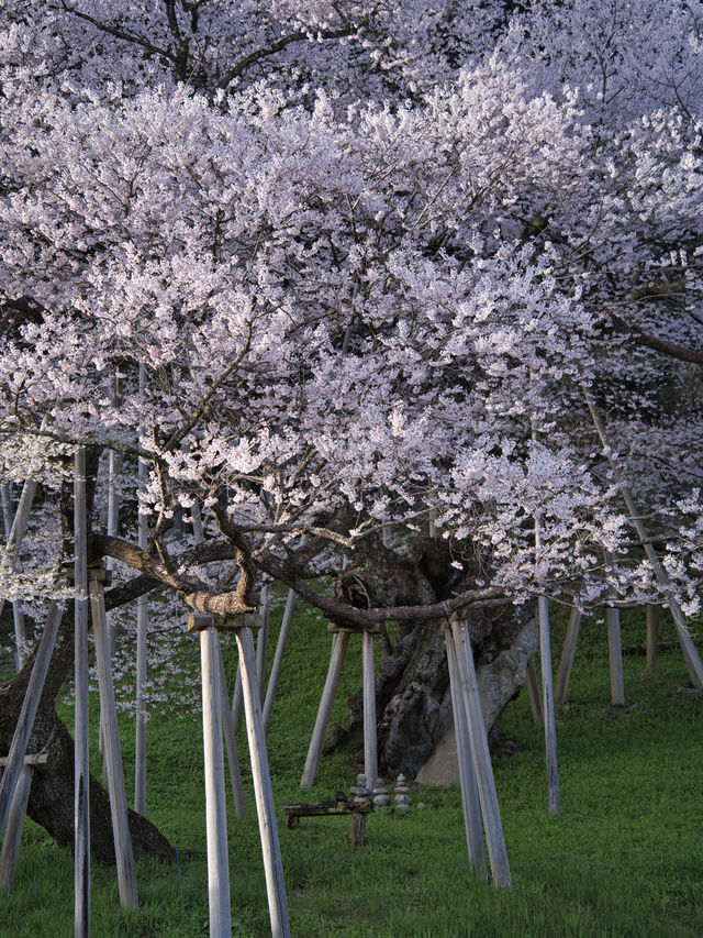 岐阜・桜】枯死状態から見事に復活した生命を感じる桜🌸※アクセス情報付き