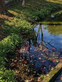 宜蘭丨徜徉在一整片的落羽杉森林裡丨羅東運動公園