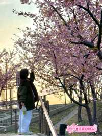 【千葉(成田空港)】成田空港近くで、桜×飛行機を撮れる写真スポット