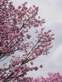 🇯🇵南千住 汐入公園 很多早開櫻花品種 櫻花晚開也不用怕🌸