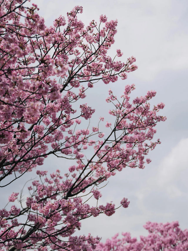 🇯🇵南千住 汐入公園 很多早開櫻花品種 櫻花晚開也不用怕🌸