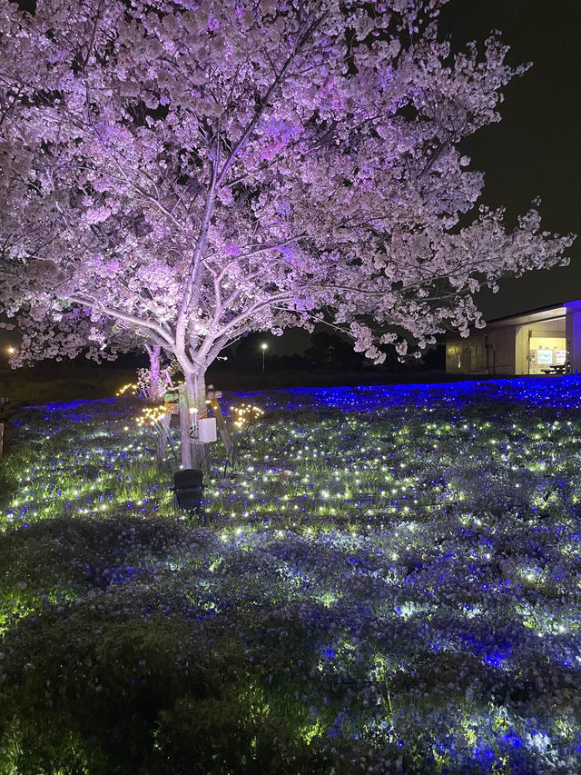 【春盛りだくさん！】舎人公園にこの春行くべき！🌸