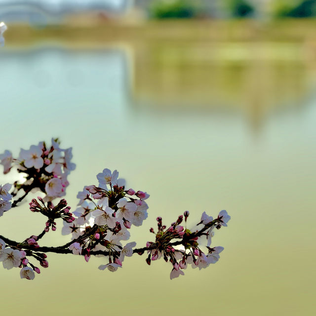 石垣池公園