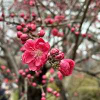 充滿櫻花模式🌸嘅強羅公園