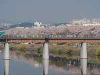 Cherry Blossom along the Ayang Bridge