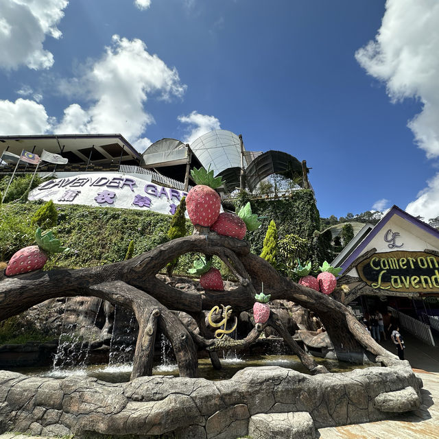 Cameron Highlands 