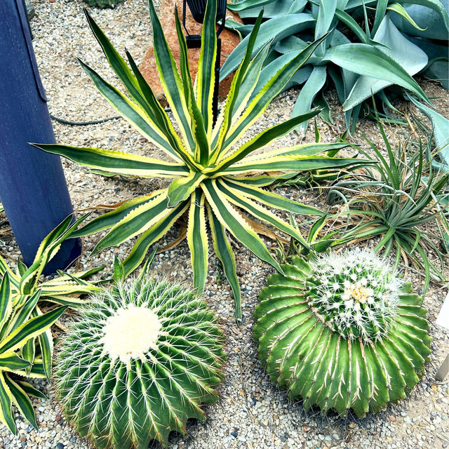 Cactus Valley in Garden By the Bay