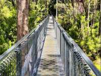 Valley of the Giants Tree Top Walk