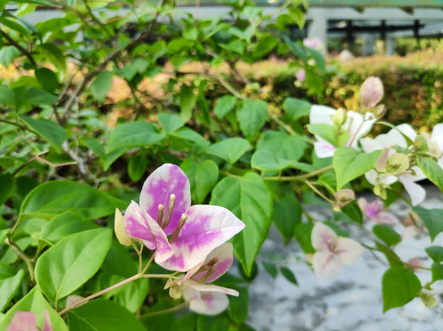 Johor Bahru City Council City Forest