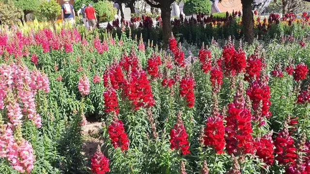 🌷🪻🌻 Beautiful Tulips at Doi Inthanon