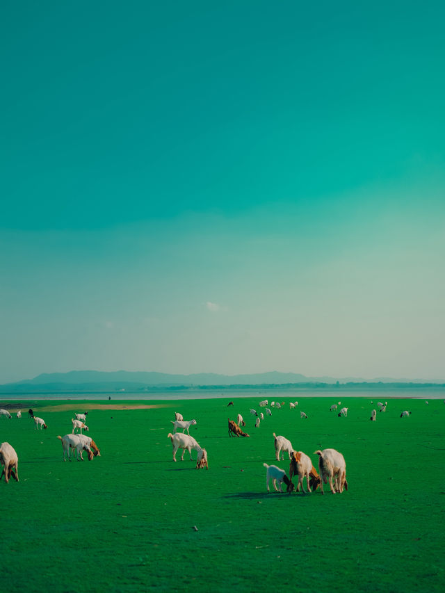 แลนด์มาร์คฤดูร้อน ! ท้ายเขื่อนป่าสักชลสิทธ์ 🐐🌳