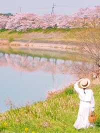 【兵庫】春だけ会える！菜の花と桜のコラボの絶対🌸