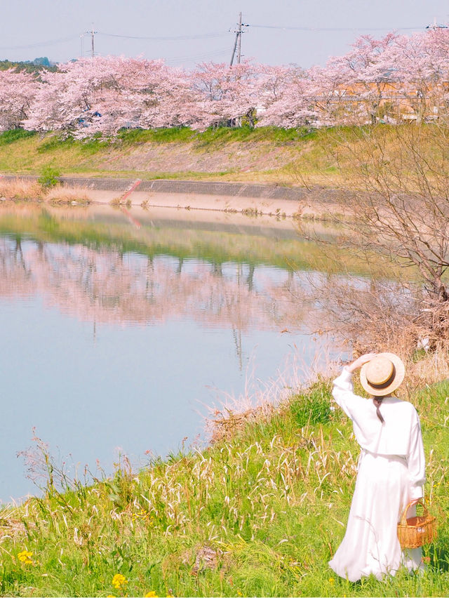 【兵庫】春だけ会える！菜の花と桜のコラボの絶対🌸