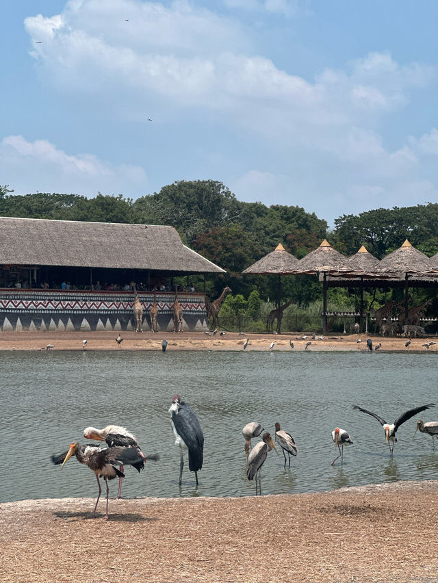 ขับรถชมสัตว์ต่างๆที่ซาฟารี พาร์ค🦓