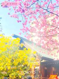 【東京】河津桜とミモザと神社