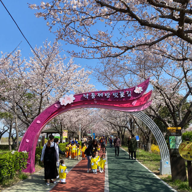 Samnak Ecological Park จุดชมซากุระสวยในปูซาน