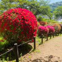 【長野県/岡谷　色とりどりのカラフルな”つつじ”が美しく咲き誇る 『鶴峯公園』】